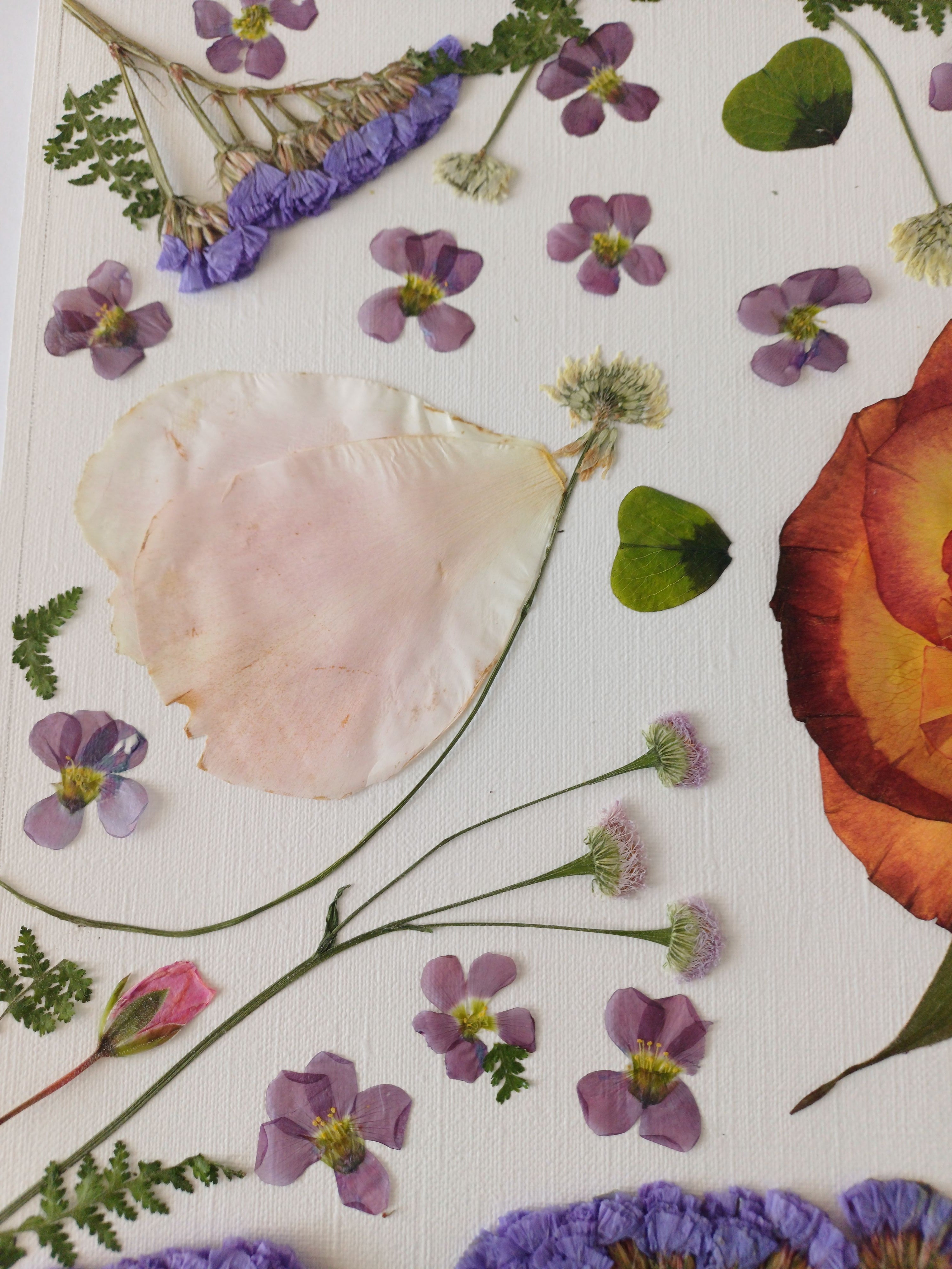 Wings of Summer - Original Pressed Flower Wall Art - 11x14 in Framed