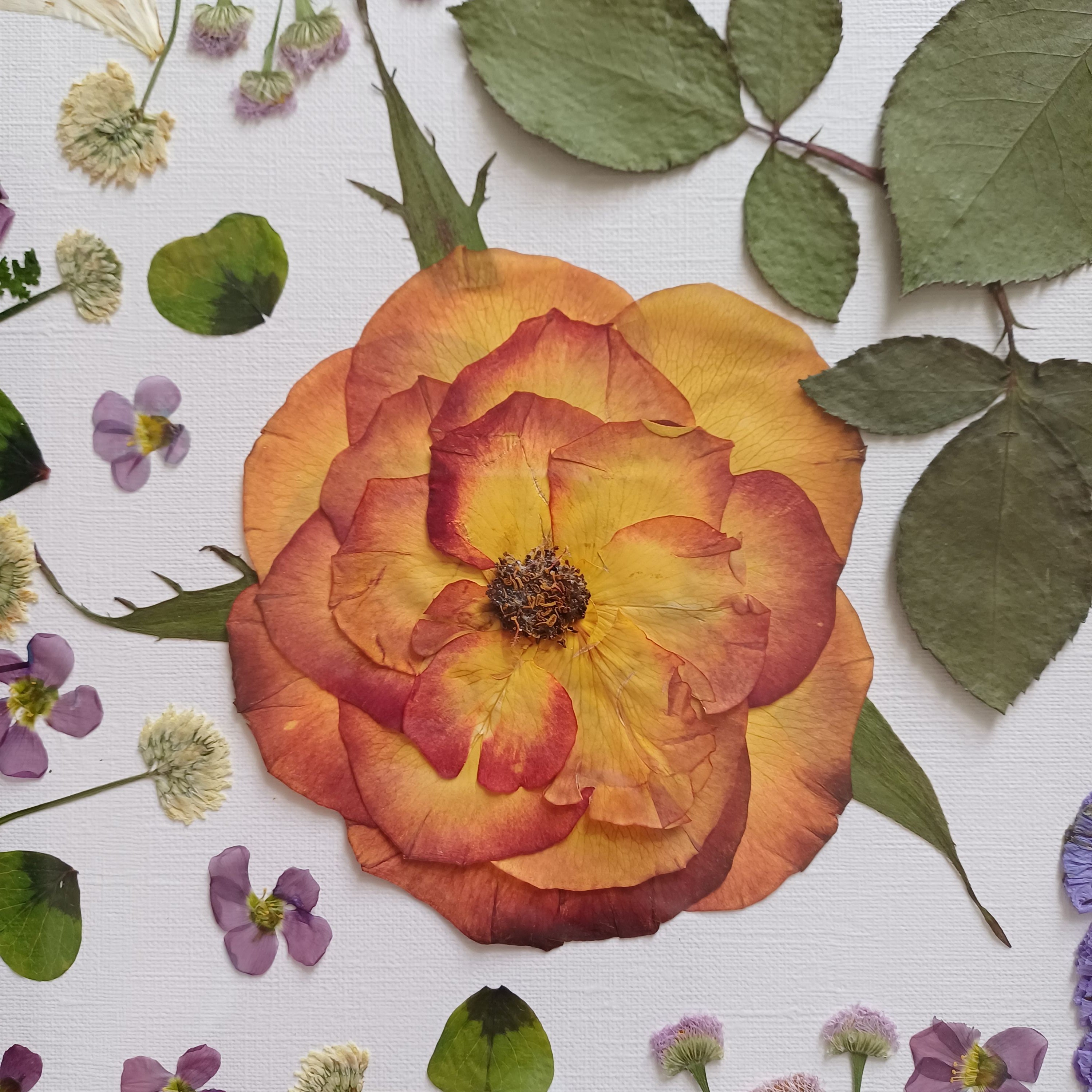Wings of Summer - Original Pressed Flower Wall Art - 11x14 in Framed