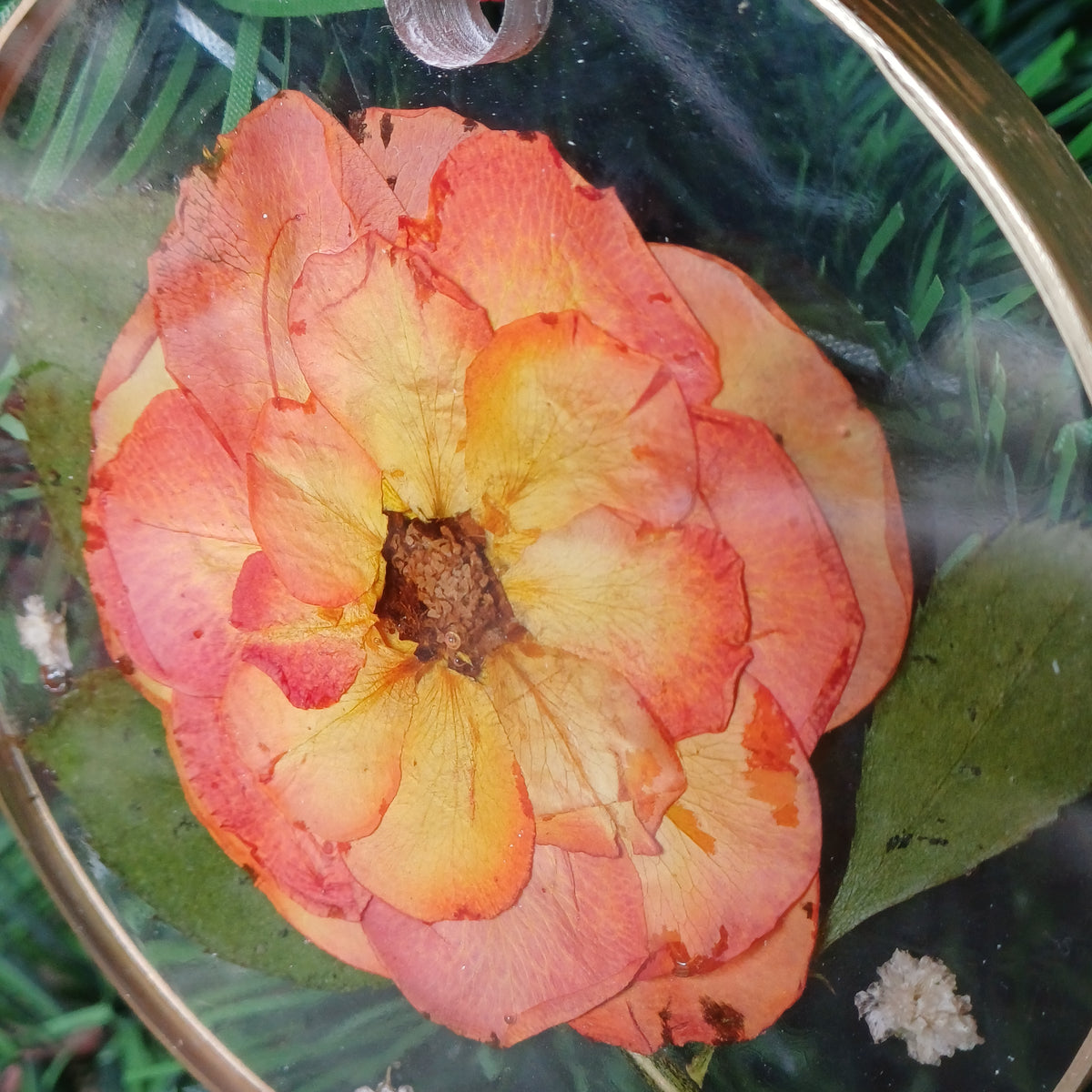 Large Real Rose Christmas Ornaments Set of 6, 4 in, in a Gift Box, Handmade Resin Ornaments with Dried Roses, Ready to Give