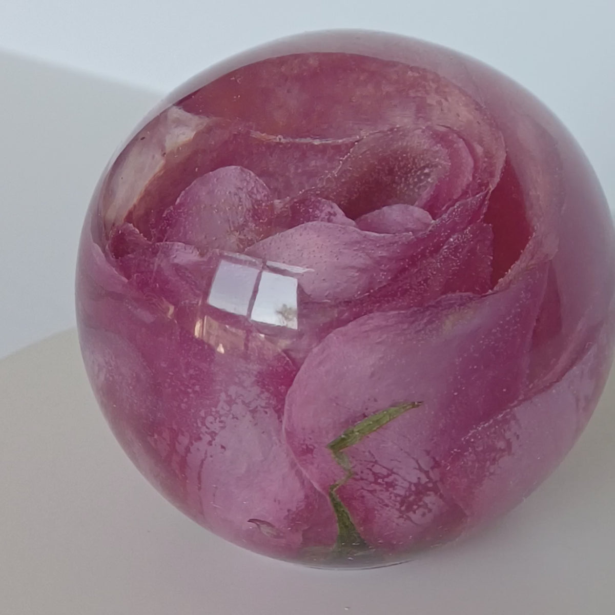 Anniversary or Valentine's Gift, Whole Flower Resin Preservation, Never Wilts
